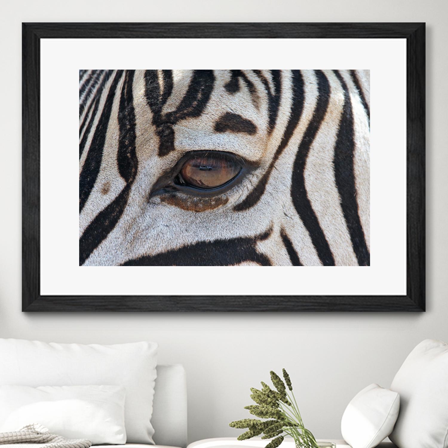 Zebra by Pexels on GIANT ART - white animals