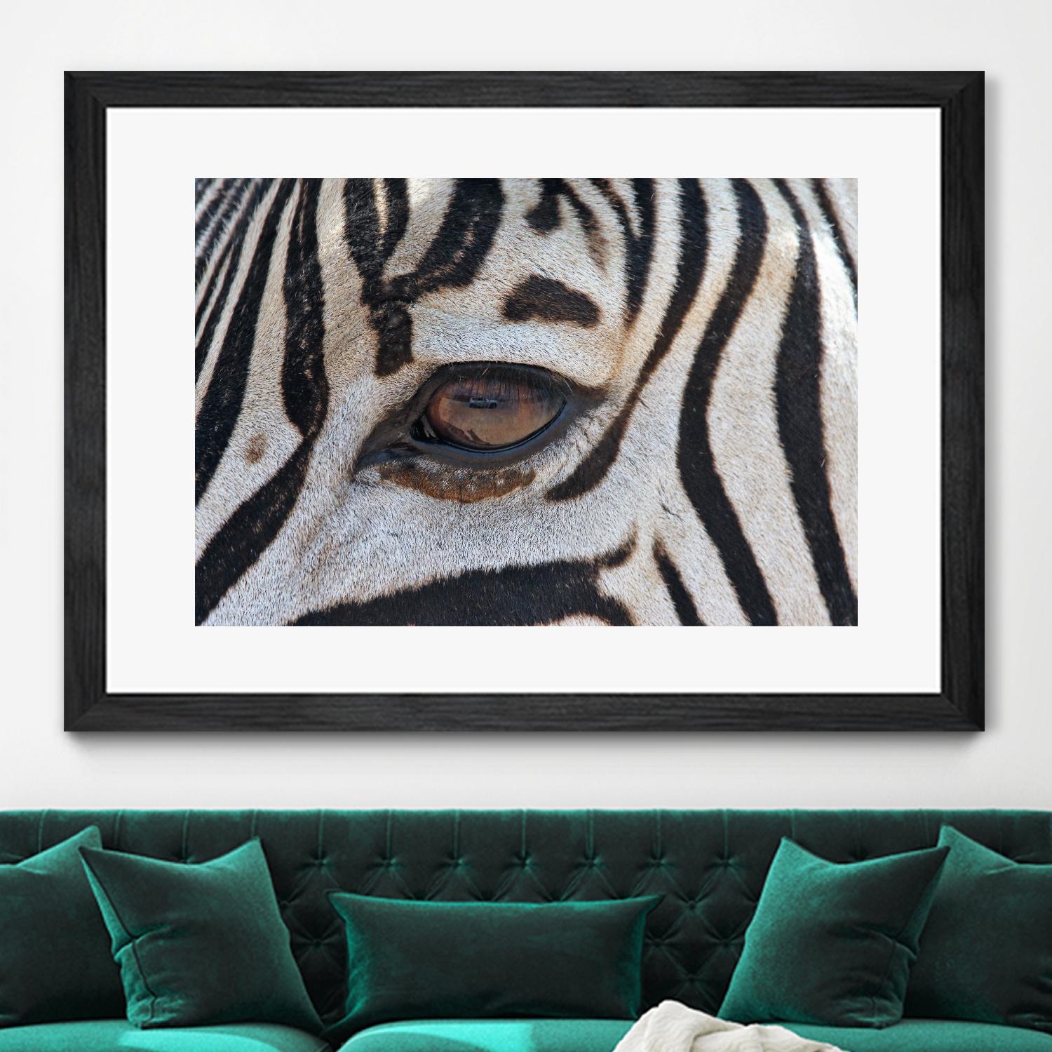 Zebra by Pexels on GIANT ART - white animals