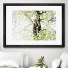 Dreamy Birch Tree 1 by Anitas Bellas Art on GIANT ART - coastal