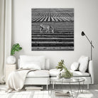 Zebra Field by Dariusz Klimczak on GIANT ART - gray photo illustration