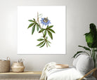Vintage Blue Passionflower Botanical Illustration by Raul Andre Petrasanta on GIANT ART - blue mixed media