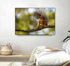 Ecureuil by NICOLAS GROFFAL on GIANT ART - brown photo illustration