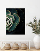 DARKSIDE OF SUCCULENTS IV-2 by Pia Schneider on GIANT ART - black photo manipulation