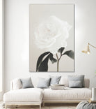 Peony 03 by Pictufy Studio III on GIANT ART - still life flower