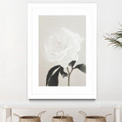 Peony 03 by Pictufy Studio III on GIANT ART - still life flower