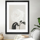 Peony 03 by Pictufy Studio III on GIANT ART - still life flower