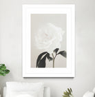 Peony 03 by Pictufy Studio III on GIANT ART - still life flower