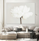 Peony 11 by Pictufy Studio III on GIANT ART - photography flower