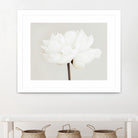 Peony 11 by Pictufy Studio III on GIANT ART - photography flower