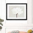 Peony 11 by Pictufy Studio III on GIANT ART - photography flower