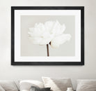 Peony 11 by Pictufy Studio III on GIANT ART - photography flower