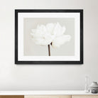 Peony 11 by Pictufy Studio III on GIANT ART - photography flower