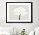 Peony 11 by Pictufy Studio III on GIANT ART - photography flower
