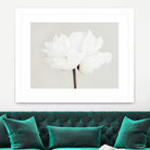 Peony 11 by Pictufy Studio III on GIANT ART - photography flower