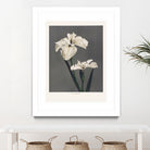 Iris KAbmpferi by Pictufy on GIANT ART - 