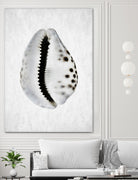 Spring Tide by Shot by Clint on GIANT ART - macro seashell art