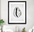 Spring Tide by Shot by Clint on GIANT ART - macro seashell art