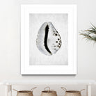 Spring Tide by Shot by Clint on GIANT ART - macro seashell art