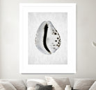 Spring Tide by Shot by Clint on GIANT ART - macro seashell art