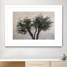 Olive Trees by Photolovers on GIANT ART - landscape plant