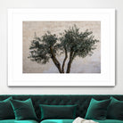 Olive Trees by Photolovers on GIANT ART - landscape plant