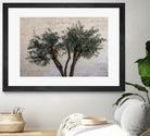 Olive Trees by Photolovers on GIANT ART - landscape plant