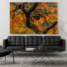 Golden Ratio by Junhao Wang on GIANT ART - orange botanical orange