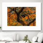 Golden Ratio by Junhao Wang on GIANT ART - orange botanical orange