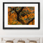 Golden Ratio by Junhao Wang on GIANT ART - orange botanical orange