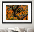 Golden Ratio by Junhao Wang on GIANT ART - orange botanical orange