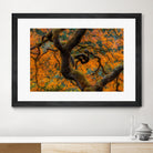 Golden Ratio by Junhao Wang on GIANT ART - orange botanical orange