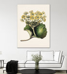 Korikor Drawn By Sarah Featon (1848a¬Ä¬ì1927 by Sarah Featon on GIANT ART - flowers and plants vintage botanical