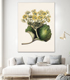 Korikor Drawn By Sarah Featon (1848a¬Ä¬ì1927 by Sarah Featon on GIANT ART - flowers and plants vintage botanical