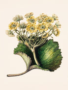 Korikor Drawn By Sarah Featon (1848a¬Ä¬ì1927 by Sarah Featon on GIANT ART - flowers and plants vintage botanical