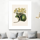 Korikor Drawn By Sarah Featon (1848a¬Ä¬ì1927 by Sarah Featon on GIANT ART - flowers and plants vintage botanical