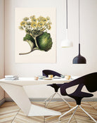 Korikor Drawn By Sarah Featon (1848a¬Ä¬ì1927 by Sarah Featon on GIANT ART - flowers and plants vintage botanical