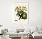 Korikor Drawn By Sarah Featon (1848a¬Ä¬ì1927 by Sarah Featon on GIANT ART - flowers and plants vintage botanical