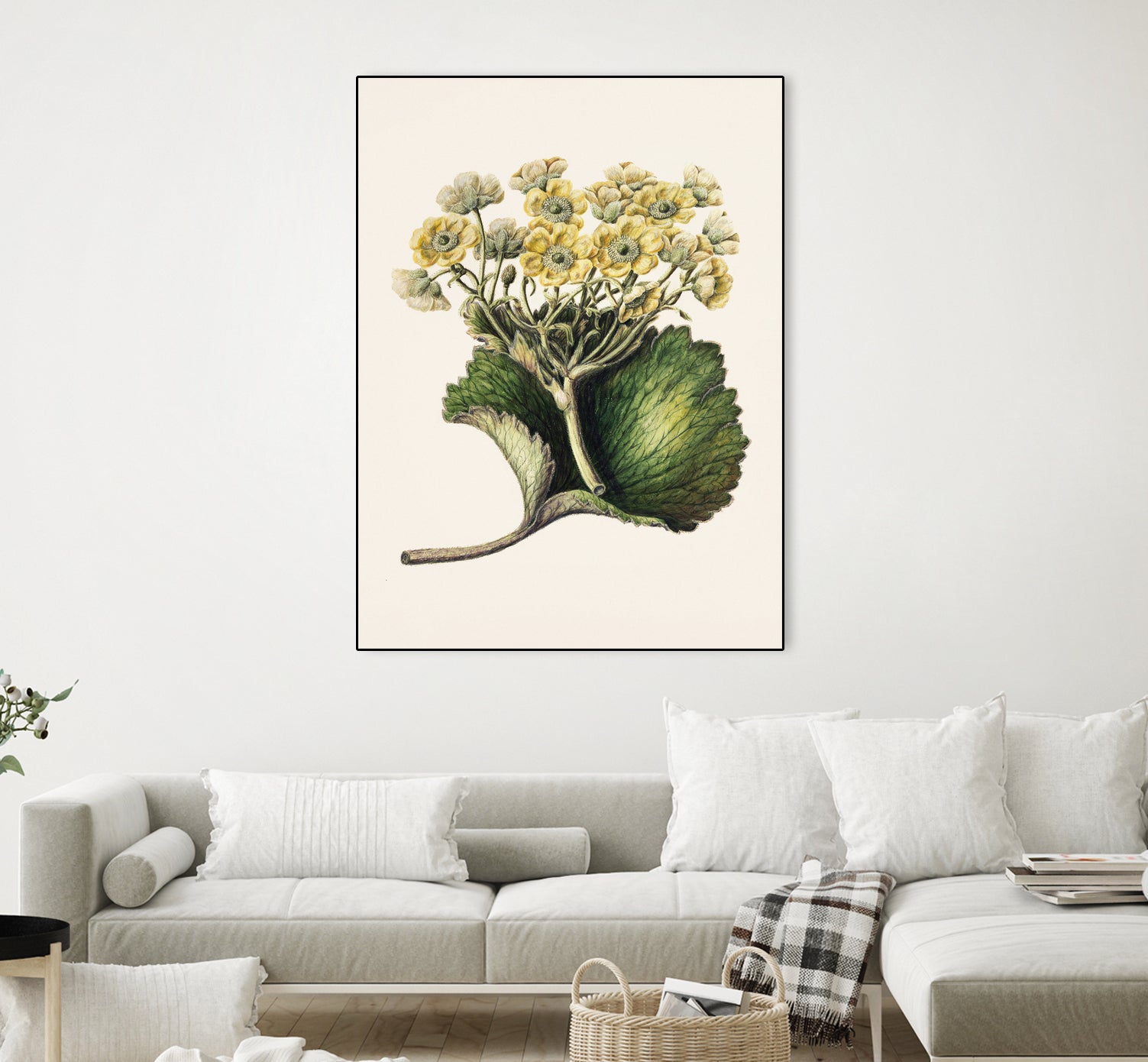 Korikor Drawn By Sarah Featon (1848a¬Ä¬ì1927 by Sarah Featon on GIANT ART - flowers and plants vintage botanical