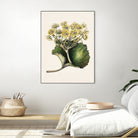 Korikor Drawn By Sarah Featon (1848a¬Ä¬ì1927 by Sarah Featon on GIANT ART - flowers and plants vintage botanical