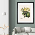 Korikor Drawn By Sarah Featon (1848a¬Ä¬ì1927 by Sarah Featon on GIANT ART - flowers and plants vintage botanical