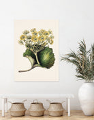 Korikor Drawn By Sarah Featon (1848a¬Ä¬ì1927 by Sarah Featon on GIANT ART - flowers and plants vintage botanical