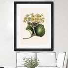 Korikor Drawn By Sarah Featon (1848a¬Ä¬ì1927 by Sarah Featon on GIANT ART - flowers and plants vintage botanical