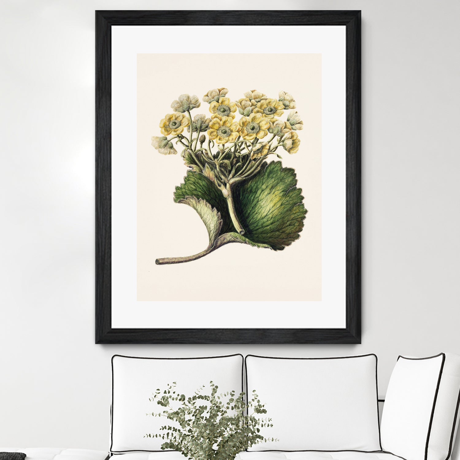 Korikor Drawn By Sarah Featon (1848a¬Ä¬ì1927 by Sarah Featon on GIANT ART - flowers and plants vintage botanical