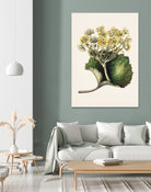 Korikor Drawn By Sarah Featon (1848a¬Ä¬ì1927 by Sarah Featon on GIANT ART - flowers and plants vintage botanical