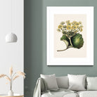 Korikor Drawn By Sarah Featon (1848a¬Ä¬ì1927 by Sarah Featon on GIANT ART - flowers and plants vintage botanical