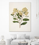 Kumarahou Drawn By Sarah Featon (1848a¬Ä¬ì1927 by Sarah Featon on GIANT ART - flowers and plants vintage botanical