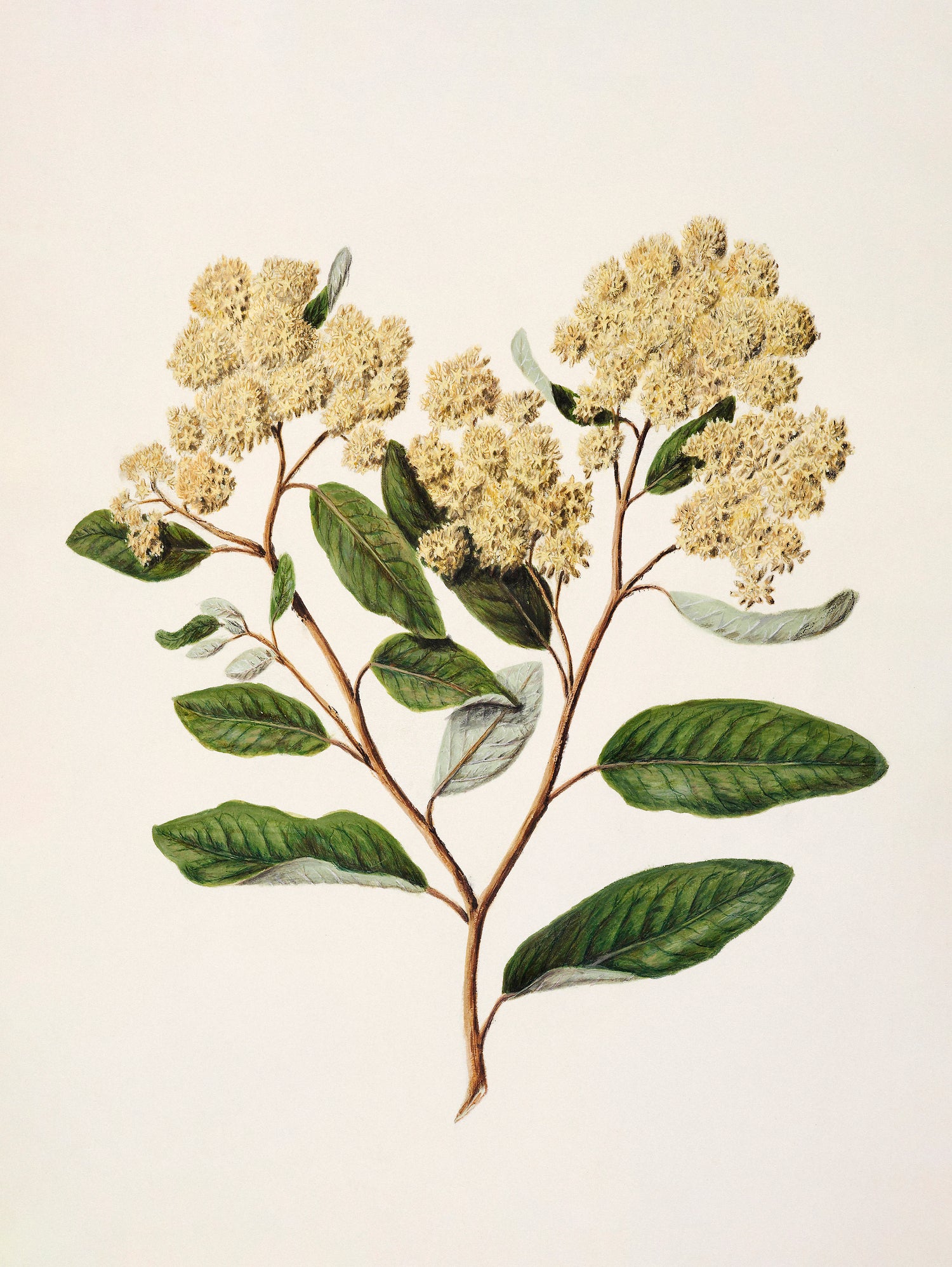 Kumarahou Drawn By Sarah Featon (1848a¬Ä¬ì1927 by Sarah Featon on GIANT ART - flowers and plants vintage botanical