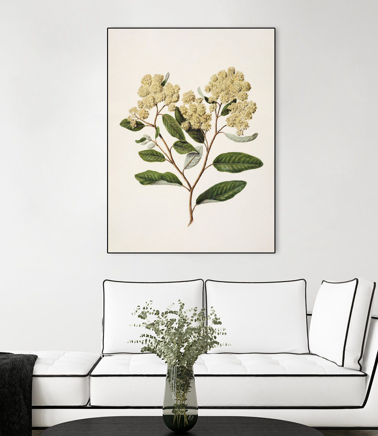 Kumarahou Drawn By Sarah Featon (1848a¬Ä¬ì1927 by Sarah Featon on GIANT ART - flowers and plants vintage botanical