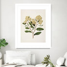 Kumarahou Drawn By Sarah Featon (1848a¬Ä¬ì1927 by Sarah Featon on GIANT ART - flowers and plants vintage botanical