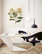 Kumarahou Drawn By Sarah Featon (1848a¬Ä¬ì1927 by Sarah Featon on GIANT ART - flowers and plants vintage botanical